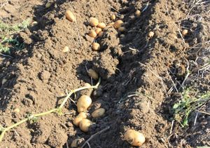 ÉQUIPEMENT DE PRÉPARATION DE FERME et D'ALIMENTATION LA SÉRIE OBM DE TONDEUSE À BARRE DE FAUCILLE - Product Image 5