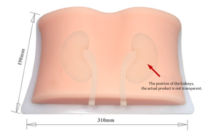 Modelo de punción <span class=keywords><strong>renal</strong></span> guiada por ultrasonido de ciencia médica para enseñar modelo de entrenamiento de intervención <span class=keywords><strong>renal</strong></span> por ultrasonido - Product Image 3