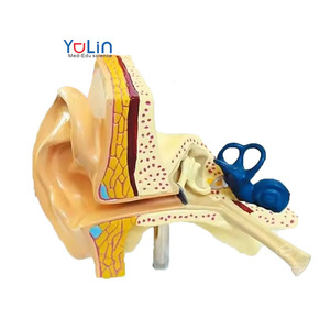 Recursos de enseñanza médica, modelo anatómico de oreja médica, modelo educativo de oreja, modelo de oreja de tamaño real con alta tasa de recompra - Product Image 1