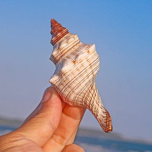 Hot bán hàng thủ công thực sự đánh bóng tự nhiên vỏ biển trang trí nội thất với vít Seashell loại - Product Image 4