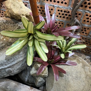 Planta Artificial de Agave Multicolor, Suculenta Tropical Artificial para Decoración del Hogar, Jardín y Paisaje - Product Image 5