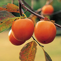 Extrait de kaki naturel de haute qualité 10% d'acide tannique Fournisseur d'usine Diospyros Kaki Échantillon gratuit