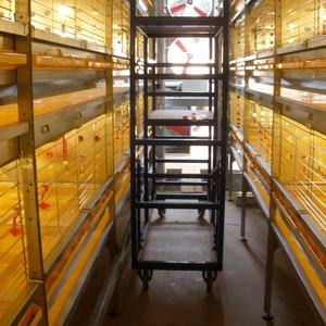 टिकाऊ गर्म डिपिंग गैल्वेनाइज्ड एच प्रकार चिकन ब्रोइलर बढ़ते ब्रोयलर के लिए नई स्थिति - Product Image 3