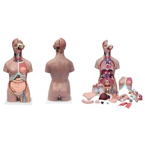 Anatomia sexual do corpo humano da ciência médica, modelo de torso masculino e feminino - Product Image 2