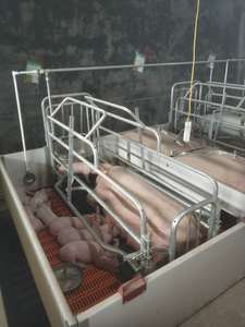 Vietnam Philippines Thaïlande Cage de maternité pour truies en acier galvanisé, enclos de mise bas pour truies, caisses de mise bas pour truies - Product Image 3