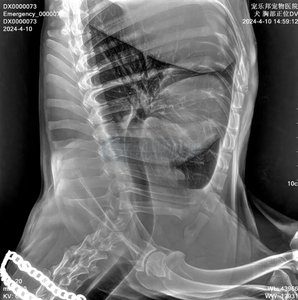 Appareil de radiographie vétérinaire économique de qualité médicale pour l'imagerie des chiens, des chats et des animaux – Dispositif médical pour animaux de compagnie - Product Image 6