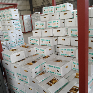 <span class=keywords><strong>Légumes</strong></span> <span class=keywords><strong>frais</strong></span> de Chine Gingembre sec prix de gros par kg - Product Image 1
