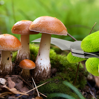 Couteau de jardin pliant à manche en bois pour greffage et culture de champignons avec brosse, outil de plantation extérieur