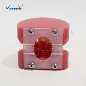 Modèle d'alignement dentaire défaillant, modèle dentaire, modèle pédagogique pour la pratique orale dentaire - Product Image 4