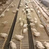 Nouveau système d'alimentation entièrement automatique BANGYUAN pour élevage au sol de poulets de chair et reproducteurs en ferme avicole