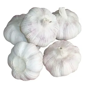 Fresh Peeled Pure White Garlic And Red Garlic Normal Garlic With High Quality And Best Price For Sale