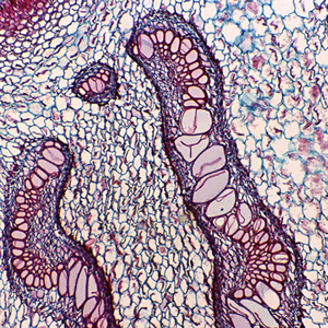 מיקרוסקופ ביולוגי BS-2020B רב-תחומי מיקרוסקופ ביולוגי קלאסי - Product Image 2