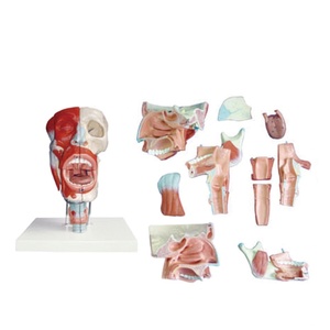 Modèle anatomique médical du nez, de la bouche, du pharynx et du larynx, modèle d'enseignement scientifique médical - Product Image 1