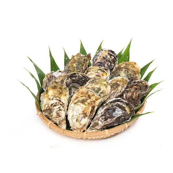 Wholesale new seafood whole shell oyster Japanese oyster