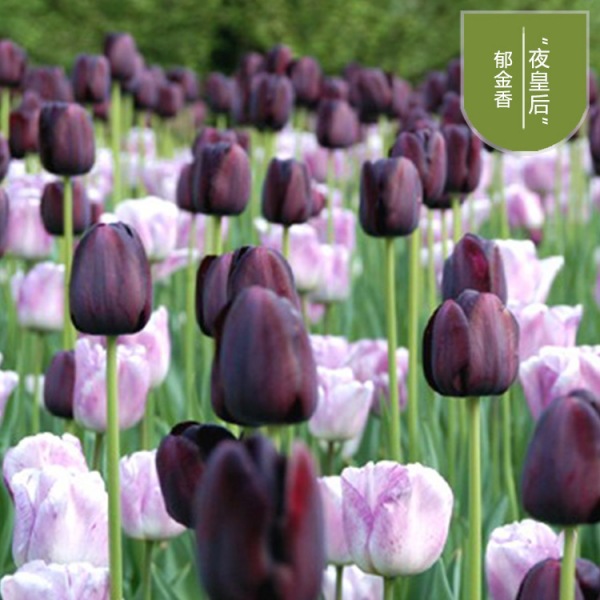 Diameter 45 cm-imported bulb