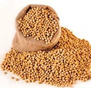 Soja Amarilla Orgánica India – Soja No Transgénica para Exportación, Especias Orgánicas en Polvo, Precio al por Mayor - Product Image 4