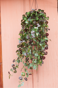 Cultation محاكاة اصطناعية الزاحف ورقة خضراء الجدار شنقا لتزيين الباب - Product Image 2