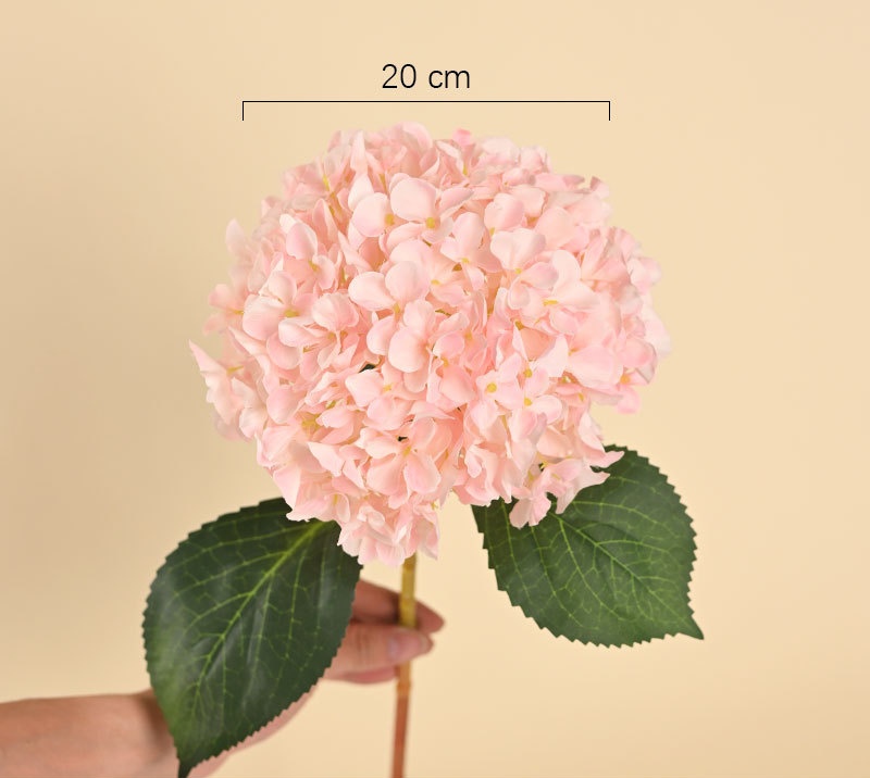 Rosa03
