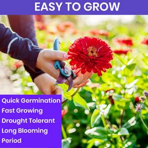 Zinnia géantes naturelles et magnifiques, paquet de fleurs d'extérieur en vrac pour le revêtement de sol, kit élégant pour pot et <span class=keywords><strong>jardinière</strong></span> - Product Image 3