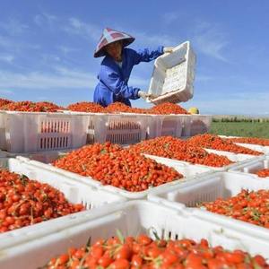 Compléments alimentaires à base de plantes pour hommes, thé aux herbes, baies de goji séchées, nouvelle récolte, baies de goji séchées de grande taille, qualité alimentaire, baies de goji rouges séchées du Ningxia - Product Image 6