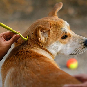 Lot <span class=keywords><strong>de</strong></span> 3 extracteurs <span class=keywords><strong>de</strong></span> tiques personnalisables avec logo – Outil <span class=keywords><strong>de</strong></span> retrait rapide et sûr pour chiens, chats, animaux domestiques, humains et chevaux - Product Image 3