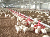 Mangeoire et abreuvoir pour poulets, mangeoire automatique pour animaux, mangeoire pour volailles pour poulailler
