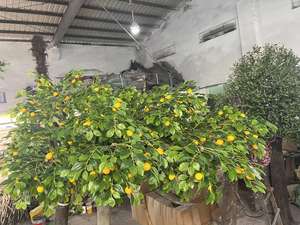 Décorations artificielles <span class=keywords><strong>de</strong></span> citronnier <span class=keywords><strong>de</strong></span> faux <span class=keywords><strong>arbre</strong></span> artificiel <span class=keywords><strong>de</strong></span> grand <span class=keywords><strong>arbre</strong></span> artificiel pour la décoration <span class=keywords><strong>de</strong></span> restaurants - Product Image 6