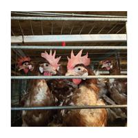 Cages à poules pondeuses en acier galvanisé de type H, système de conception de batterie automatique moderne et innovant pour l'élevage avicole