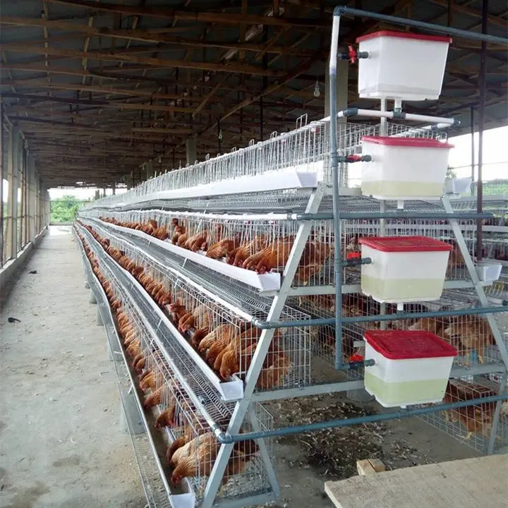 अच्छी गुणवत्ता एक प्रकार 4 स्तरों चिकन पिंजरे के लिए दक्षिण अफ्रीका के बाजार में 160 परतों