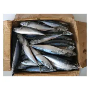 X23 neu auf lager gefrorene makrelle ganz rund hersteller HACCP SCOMBER JAPONICUS gefrorene pazifische makrelle fisch