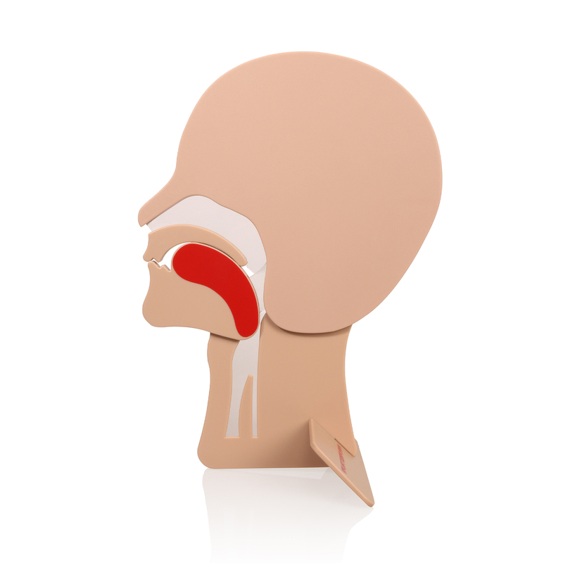 Head Section Model Teaching Equipment for