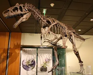 Имитация оригинального размера музейные стандартные окаменелости скелета динозавра для продажи
