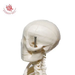 Anatomía Modelo de esqueleto humano El esternón verde Enseñanza Material de PVC Anatómico Vertical 85cm Modelo de esqueleto humano de alta calidad - Product Image 4