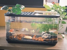 Moderne vierkante acryl lichtgewicht kleine complete aquariumset met filtersysteem voor gebruik op keuken-, woonkamer- of bureaublad. - Product Image 4