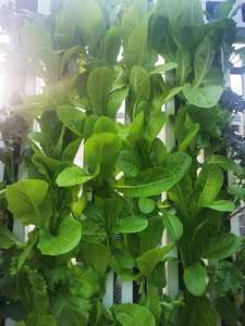 Système de culture vertical hydroponique NFT Grow Zip Channel, systèmes de culture en <span class=keywords><strong>tour</strong></span> à fermeture éclair, systèmes à double et simple fermeture éclair pour les légumes - Product Image 5