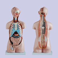 Modelo de Torso Humano de Simulación de Plástico de 85 cm para Educación Médica, Unisex, con 23 Partes