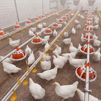 Nouvelle machine d'élevage de poulets de chair, équipement avicole, ligne d'alimentation et d'abreuvement automatique, capacité de 1000 à 10000 poulets