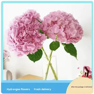 Corte fresco azul Rosa Hortensia <span class=keywords><strong>flores</strong></span> <span class=keywords><strong>arreglos</strong></span> hechos a mano de larga duración 3-5 años estilo romántico directo Yunnan Día de San Valentín - Product Image 5