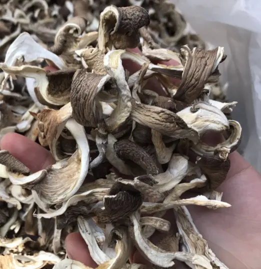 Buyers for dried oyster mushroom wholesale price Grey color chips dehydrated oyster mushrooms