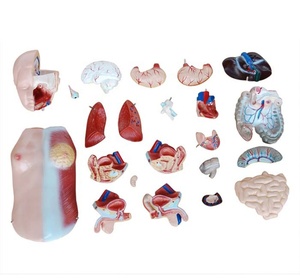 Fabricación Certificación ISO 45CM Torso Unisex 23 Piezas Modelo Anatómico - Product Image 5