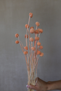 <span class=keywords><strong>B</strong></span> - 2 séchées Craspedia Dry <span class=keywords><strong>Billy</strong></span> Balls Fleurs séchées Décoration de la maisonArrangements floraux <span class=keywords><strong>Billy</strong></span> Boutons Décoration de mariage Cadeaux - Product Image 4