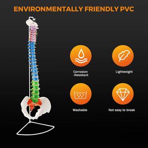 Modelo Anatómico de Mini <span class=keywords><strong>Columna</strong></span> Vertebral Humana Coloreada y Flexible, Modelo de <span class=keywords><strong>Esqueleto</strong></span> de la Espina Dorsal, Modelos de Anatomía con Arteria Vertebral - Product Image 3