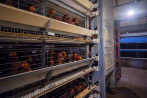4 tiers 160 capacity layer <strong>rtl</strong> chicken <strong>cages</strong> egg layer poultry farms 2000