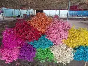 Commercio all'ingrosso della fabbrica conservato Gypsophila <span class=keywords><strong>fiori</strong></span> <span class=keywords><strong>secchi</strong></span> <span class=keywords><strong>Bouquet</strong></span> conservato Babysbreath <span class=keywords><strong>Bouquet</strong></span> per la decorazione della casa del <span class=keywords><strong>Bouquet</strong></span> di nozze - Product Image 6