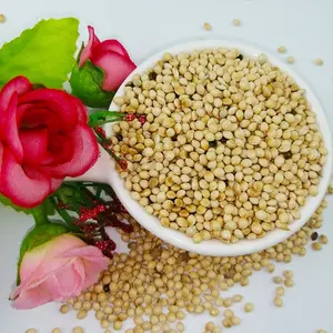 MILLET SEED SALE Healthy Nutritious Agriculture Products Best Quality White Millet For Bird Feed