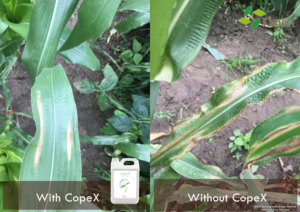 Fertilizante Orgánico <span class=keywords><strong>Foliar</strong></span> Dora 27g/L <span class=keywords><strong>Cobre</strong></span> 100% Soluble en Agua para Enfermedades de Raíz y Patógenos de Cultivos Líquido CopeX - Product Image 4