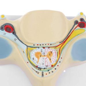 GelsonLab HSBM-136 Model saraf tulang belakang Vertebra serviks manusia - Product Image 6