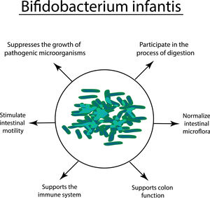 Bifidobacterium infantis M-16v Bifidobacterium Breve ผงโปรไบโอติกแช่แข็งแห้งทางเดินอาหาร - Product Image 5