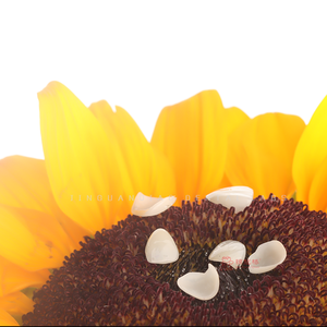 Carilla de cerámica de porcelana para dentaduras postizas de alta calidad, personalización privada para el cuidado <span class=keywords><strong>dental</strong></span>, recuperación oral - Product Image 3