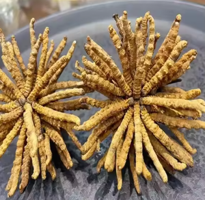 Dónde obtener extracto de hojas de Eucommia de alta calidad Shaanxi Baisfu su elección inteligente en gran stock nuevo - Product Image 1